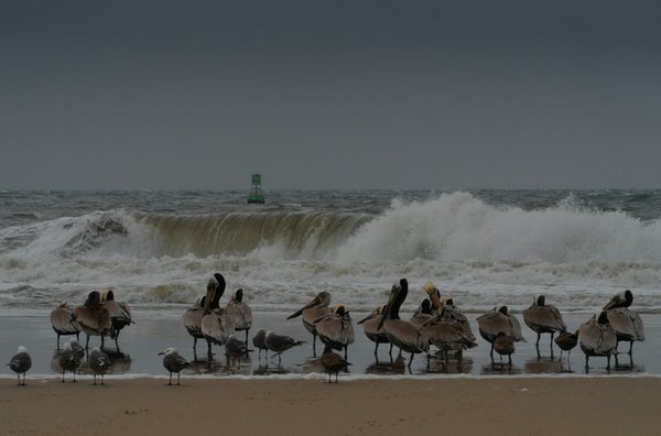 Comment organiser un camping pour observer les migrations de phoques en Écosse?